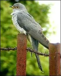 Le coucou est connu pour sa tendance  dposer ses ufs dans le nid d'autres oiseaux. Son chant caractristique est annonciateur de la belle saison. Il appartient  la famille des :