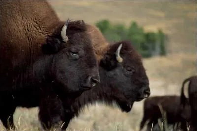  quelle famille appartient le bison ?