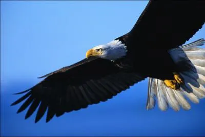 De quel Dieu cet animal est le symbole ?