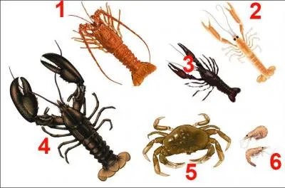 O se trouve la Langouste ?