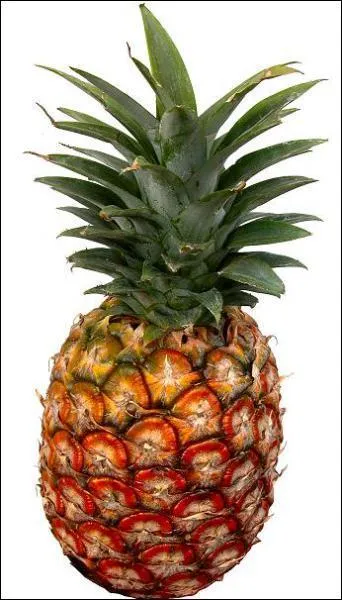 D'o est originaire l'ananas ?