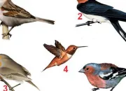 Quiz Les Oiseaux