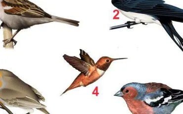 Quiz Oiseaux