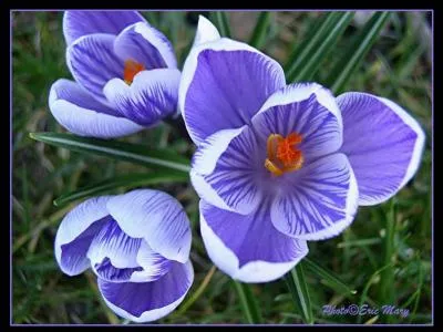 Quand le crocus fleurit-il ?