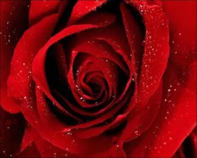 Que signifie la rose rouge ?