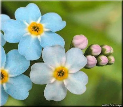 Cette petite fleur signifie "ne m'oubliez pas". Comment se nomme-t-elle ?