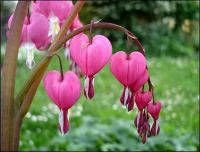 Quel est le nom de cette fleur ?