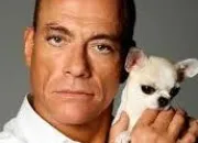 Quiz JCVD : Philosophe belge