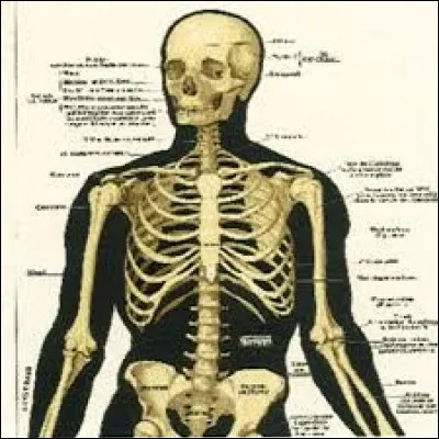 De combien dos se compose votre squelette ?