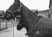 Quiz Les races de chevaux