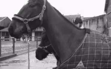 Quiz Chevaux