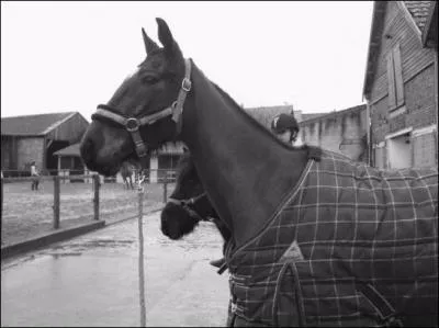 Quelle est la race de ce cheval ?