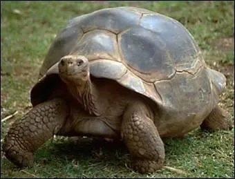 Quelle est cette tortue ?