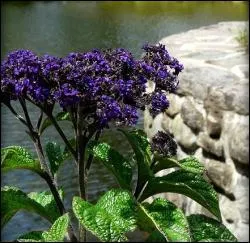 L'hliotrope est une plante aux fleurs trs parfumes. Combien de temps embaument-elles le jardin ?