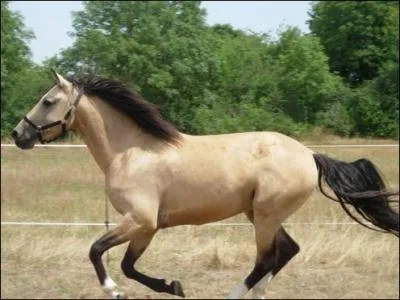 Quelle est la couleur de la robe de ce cheval ?