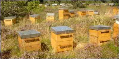 Quel insecte vit dans une ruche ?