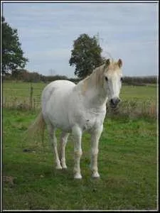 Quelle est la race de ce cheval ?