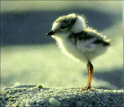 Lequel n'est pas un OISEAU ?