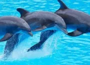 Quiz Les animaux marins (3)