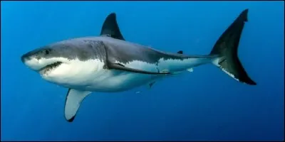 Quel requin n'existe pas ?