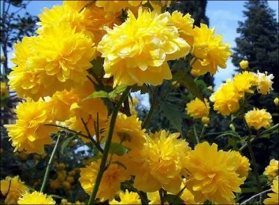 Jolies fleurs jaunes en pompons fleurissant au début du printemps, nous sommes...