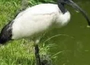 Quiz Ibis