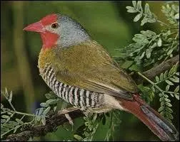 Quel est cet oiseau rpandu dans les savanes africaines ?