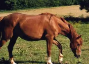 Quiz Les robes des chevaux