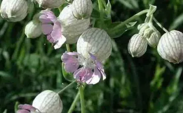 Quiz Fleurs