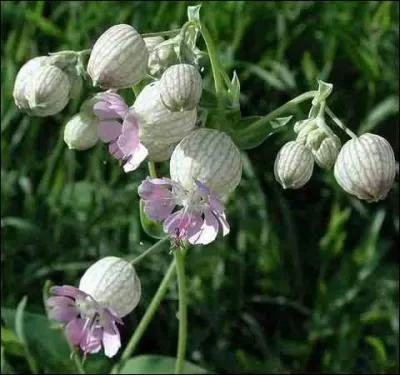 Qu'est-ce que c'est ? (une fleur ! oui, mais laquelle ? )