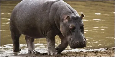 Que sème l'hippopotame sur son chemin pour ne pas se perdre ?