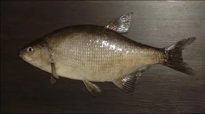 Quel est le nom de ce poisson ?