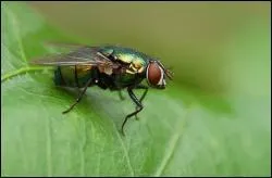 Combien de pattes la mouche possde-t-elle ?