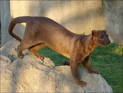 Endmique de Madagascar. Quel est son nom ?