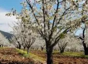 Quiz Le temps des cerises