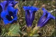 Quelle est cette fleur de montagne ?