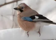 Quiz Les oiseaux de France