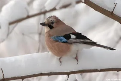 Quel est cet oiseau ?