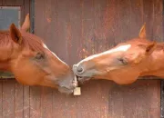 Quiz Les chevaux