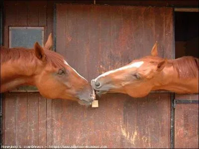 Quelle est cette race de chevaux ?