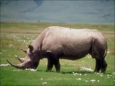 Quel est cet animal ?