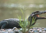 Quiz Les animaux de la jungle