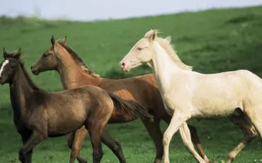 Quiz Chevaux