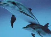 Quiz Les Dauphins