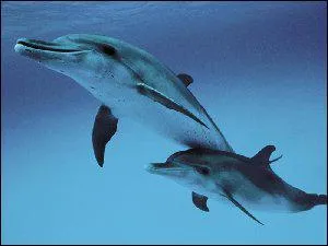 Les dauphins peuvent plonger jusqu' ?