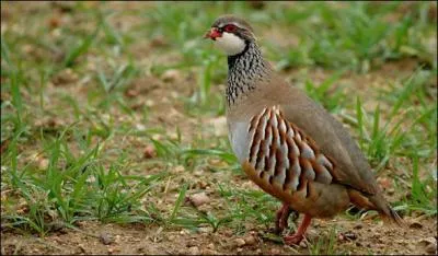 Quel est cet oiseau ?