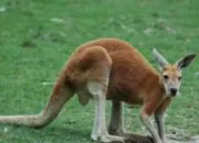 Quiz Les animaux d'Australie