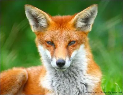 A quelle famille appartient le renard ?