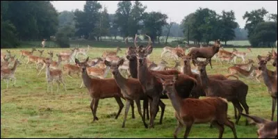 Comment appelle-t-on un troupeau de cerfs ?