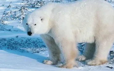 Quiz Animaux